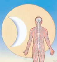 Mensch anatomie